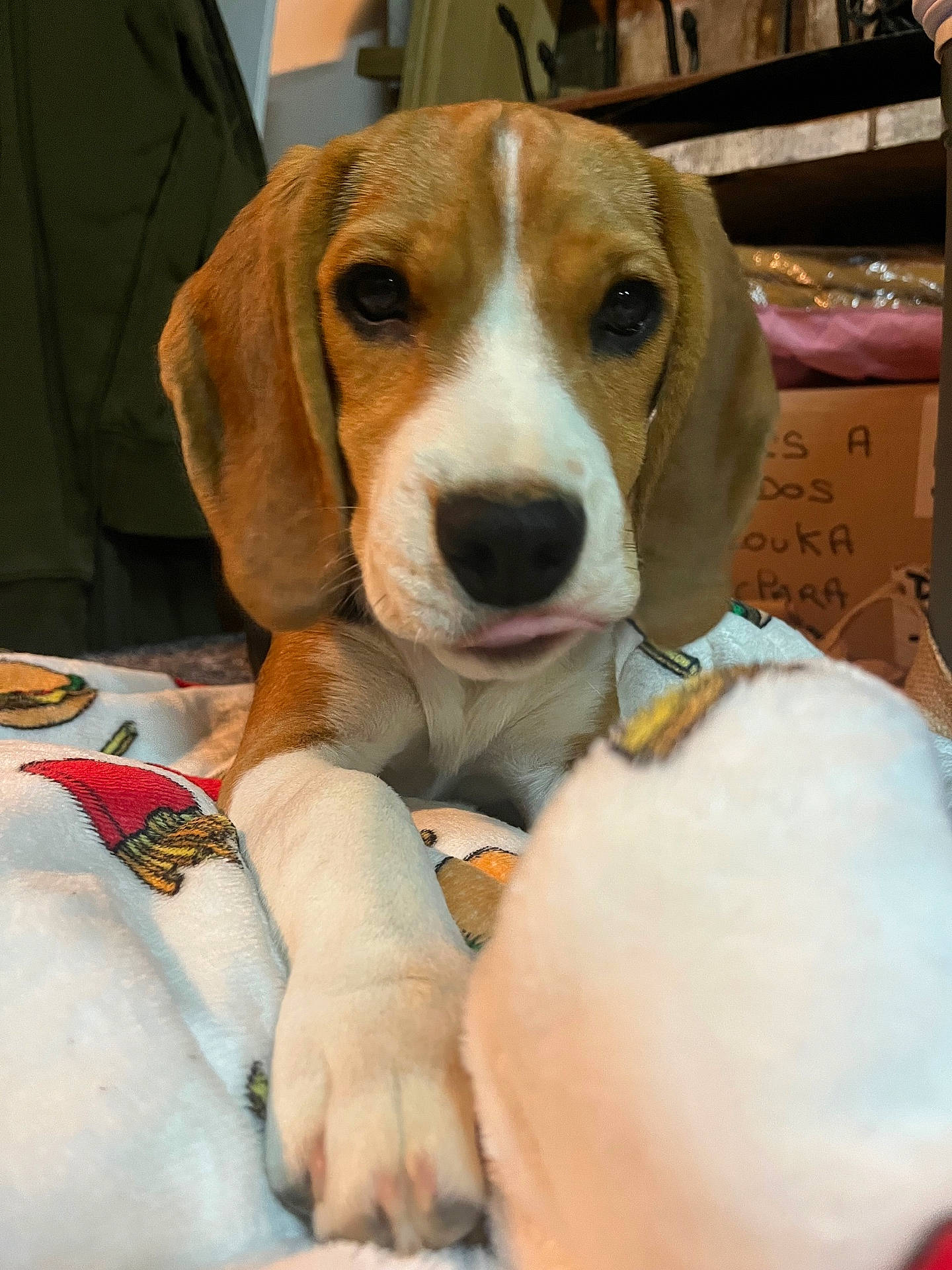 Bonnie