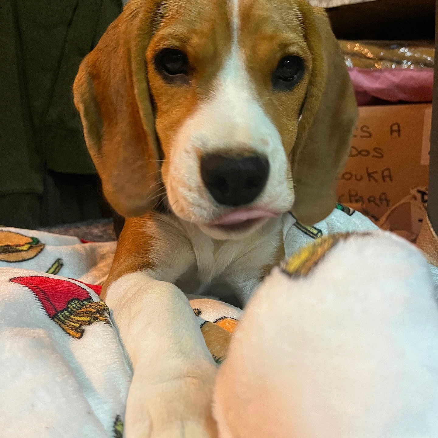 Bonnie