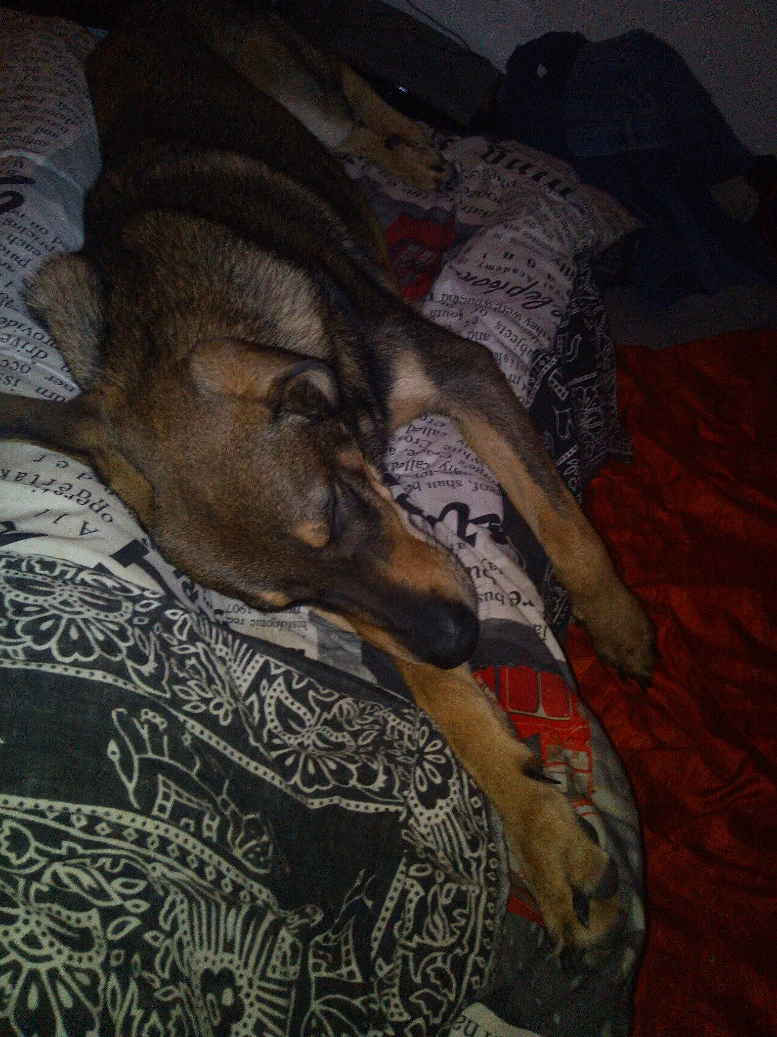 Tayce participe au concours pour gagner de l'argent avec cette photo : canidae, carnivore, dog, dog_breed, greyhound, italian_greyhound, lurcher, whippet