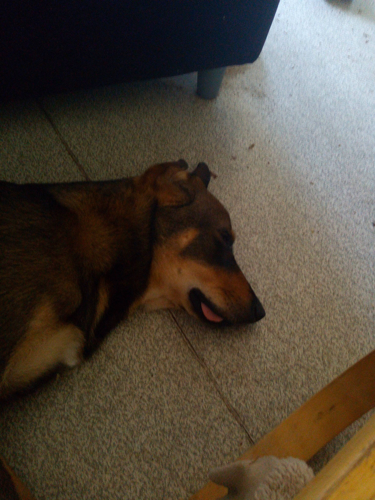 Tayce participe au concours pour gagner de l'argent avec cette photo : canidae, carnivore, dog, dog_breed, fawn, floor, flooring, snout, wolfdog