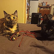 Era a rejoint le concours — aidez-le/la à gagner de superbes lots ! cat, tortoiseshell_cat, black_cat, bed, cord, indoor, feline, pet, curious, animal, resting, brown_bedspread, cluttered_room, domestic, household_items, furniture, closeup, two_cats, eyes, ears