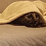 Era participe au concours pour gagner de l'argent avec cette photo : cat, blanket, couch, cozy, indoor, pet, fur, resting, comfort, animal, face, feline, home, relaxed, snug, warm, hideout, cute, domestic, soft