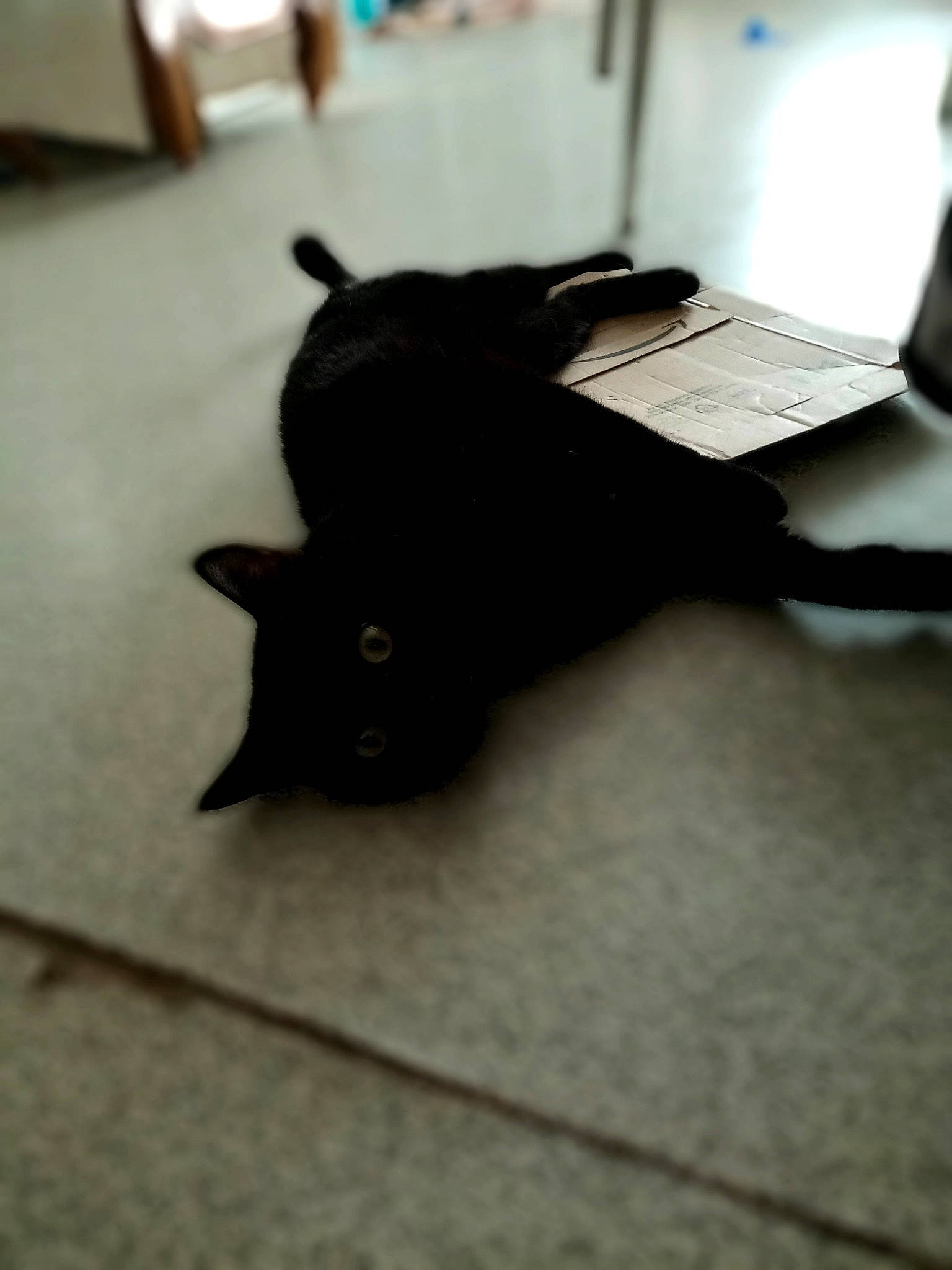 Kali a rejoint le concours — aidez-le/la à gagner de superbes lots ! black_cat, bombay, carnivore, cat, claw, domestic_short_haired_cat, felidae, floor, flooring, fur, grey, hardwood, laptop, personal_computer, plant, small_to_medium_sized_cats, snout, tail, whiskers, wood