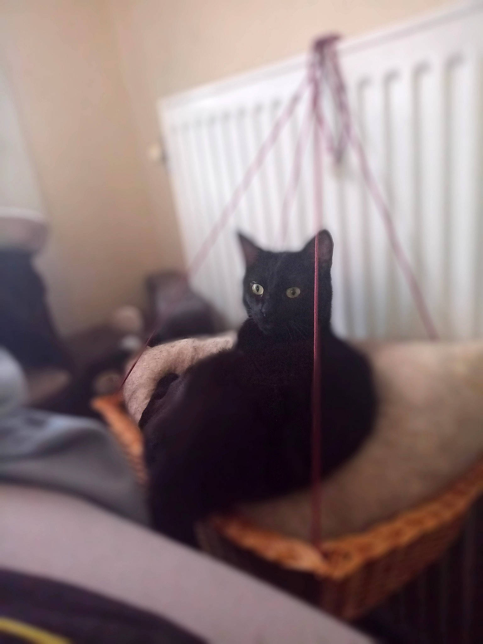 Kali a rejoint le concours — aidez-le/la à gagner de superbes lots ! bed, bedding, black_cat, carnivore, cat, comfort, domestic_short_haired_cat, felidae, fur, grey, hardwood, house, linens, room, small_to_medium_sized_cats, snout, tail, tints_and_shades, whiskers, wood