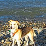 dog, canine, standing, rocky_shore, water, outdoor, sunlight, nature, beach, collar, pet, animal, fur, daylight, mammal, quiet, alert, calm, scenic, landscape