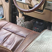 Olga is registered to the contest to win money with this photo: cat, tabby, vehicle_interior, steering_wheel, car_seat, leather_seat, dashboard, floor_mat, pedal, water_bottle, pet, curious_cat, whiskers, green_eyes, close_up, upholstery, front_seat, passenger_area, indoor, automobile