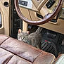 Olga is registered to the contest to win money with this photo: cat, gray_cat, vehicle_interior, steering_wheel, car_seat, leather_seat, floor_mat, pedal, dashboard, upholstery, steering_column, center_console, pet, animal, closeup, looking_at_camera, seat_stitching, interior_texture, front_seat, footwell
