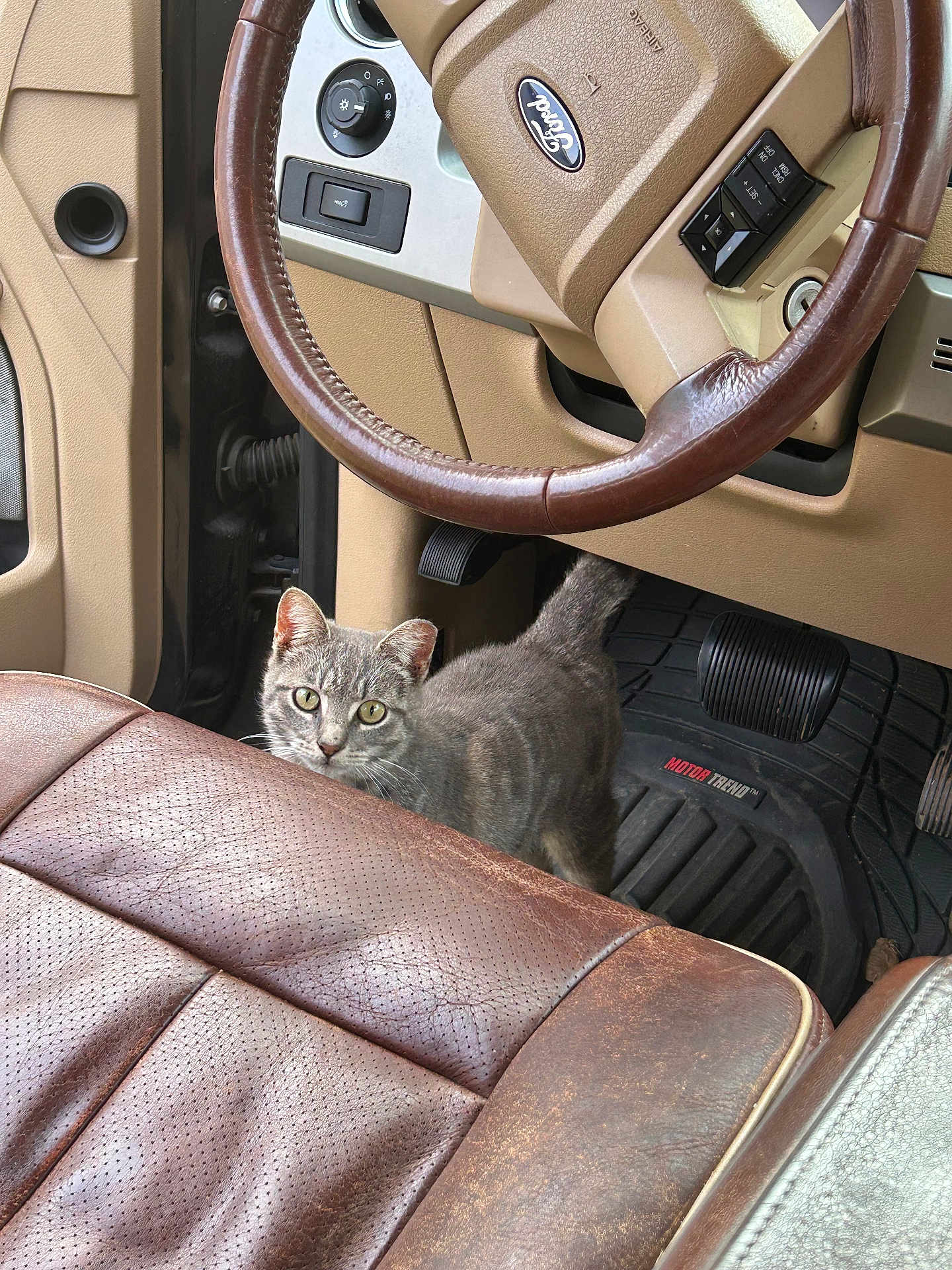 Olga is registered to the contest to win money with this photo: cat, gray_cat, vehicle_interior, steering_wheel, car_seat, leather_seat, floor_mat, pedal, dashboard, upholstery, steering_column, center_console, pet, animal, closeup, looking_at_camera, seat_stitching, interior_texture, front_seat, footwell