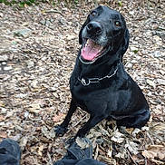 Orion a rejoint le concours — aidez-le/la à gagner de superbes lots ! dog, black_dog, happy, smiling, tongue_out, outdoor, forest_floor, leaves, twigs, sitting, pet, animal, canine, collar, person_legs, shoes, nature, daylight, closeup, companion