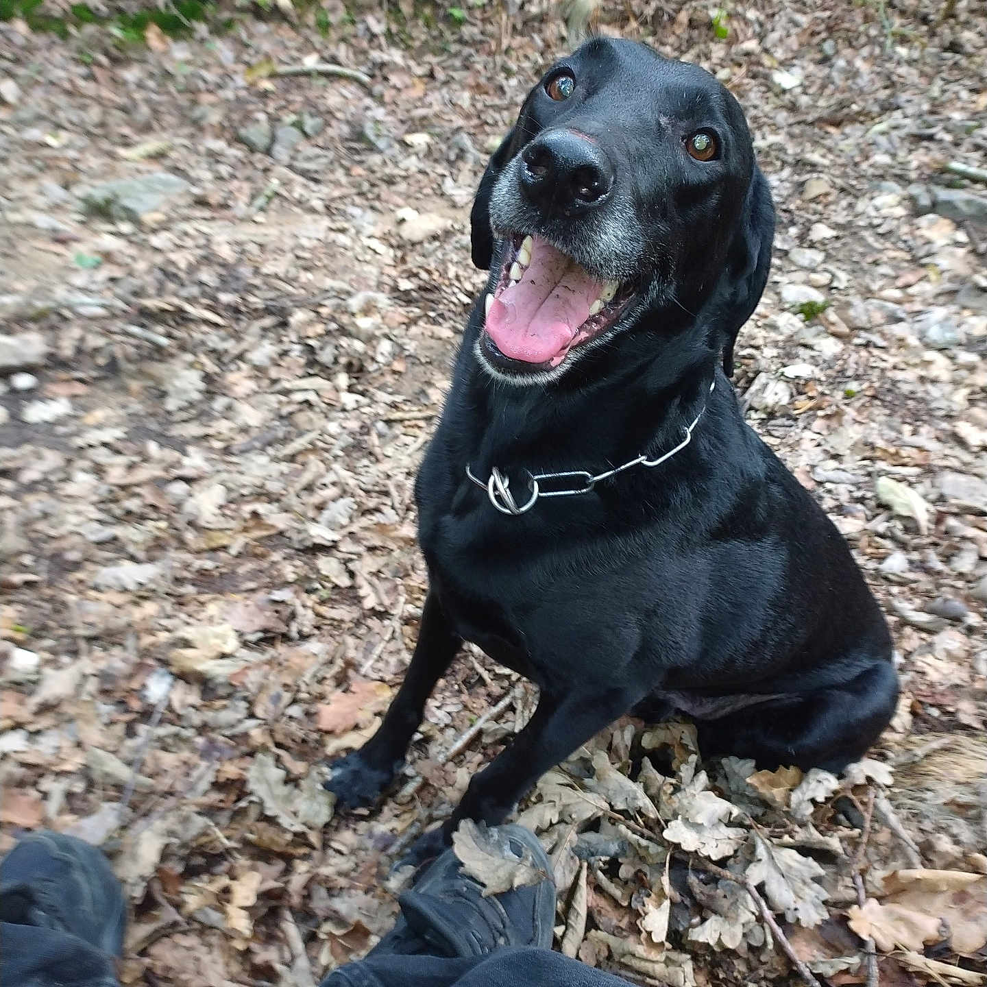 Orion a rejoint le concours — aidez-le/la à gagner de superbes lots ! animal, black_dog, canine, closeup, collar, companion, daylight, dog, forest_floor, happy, leaves, nature, outdoor, person_legs, pet, shoes, sitting, smiling, tongue_out, twigs
