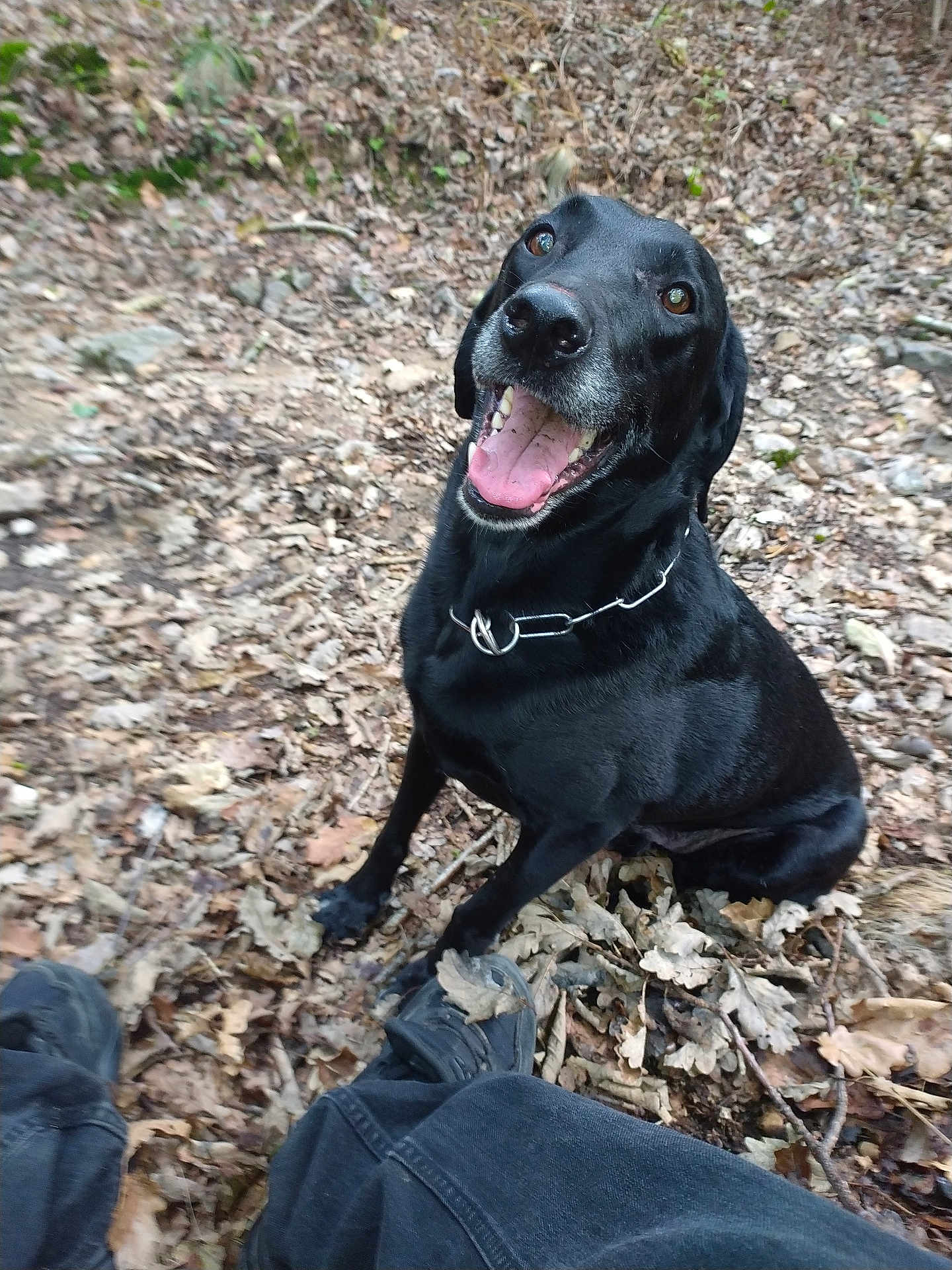 Orion a rejoint le concours — aidez-le/la à gagner de superbes lots ! dog, black_dog, happy, smiling, tongue_out, outdoor, forest_floor, leaves, twigs, sitting, pet, animal, canine, collar, person_legs, shoes, nature, daylight, closeup, companion