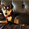 Roxy Campbell is registered to the contest to win money with this photo: dog, puppy, pet, collar, black_and_tan, couch, leather, indoor, relaxed, cute, animal, fur, ears, nose, eyes, lying_down, home, cozy, small_dog, companion