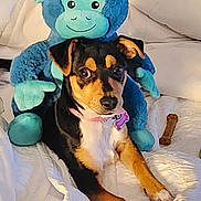 Roxy Campbell is registered to the contest to win money with this photo: dog, stuffed_animal, bed, white_bedspread, toy, blue_monkey, pet, animal, chew_bone, collar, indoor, cozy, cute, alert, fur, ears, paws, snout, companion, relaxed