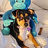 dog, stuffed_animal, bed, white_bedspread, toy, blue_monkey, pet, animal, chew_bone, collar, indoor, cozy, cute, alert, fur, ears, paws, snout, companion, relaxed