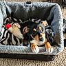 Roxy Campbell joined the competition — help win amazing prizes! puppy, dog, pet_carrier, plush_toy, blanket, zebra_pattern, carpet, fur, cute, animal, young_dog, indoors, cozy, looking_up, ears, paws, black_and_tan, small_dog, resting, comfort