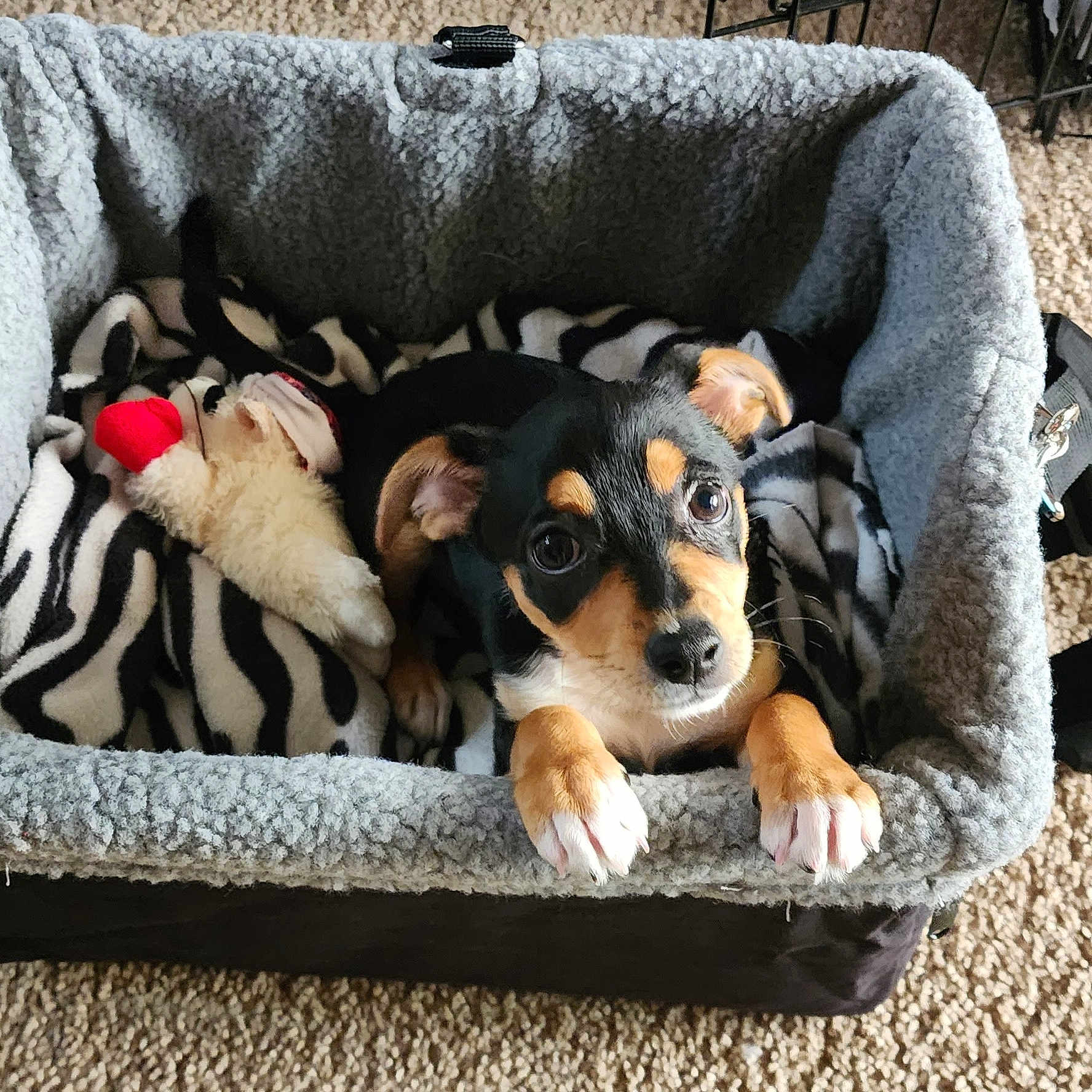 Roxy Campbell joined the competition — help win amazing prizes! puppy, dog, pet_carrier, plush_toy, blanket, zebra_pattern, carpet, fur, cute, animal, young_dog, indoors, cozy, looking_up, ears, paws, black_and_tan, small_dog, resting, comfort