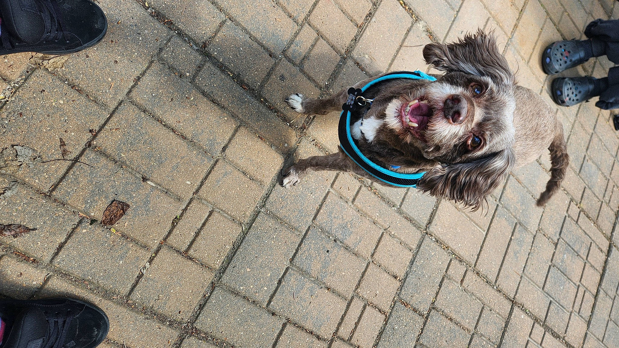 Saux joined the competition — help win amazing prizes! art, asphalt, brick, city, cobblestone, concrete, felidae, floor, flooring, glasses, grey, road, road_surface, sidewalk, small_to_medium_sized_cats, street, sunglasses, tail, wall, whiskers