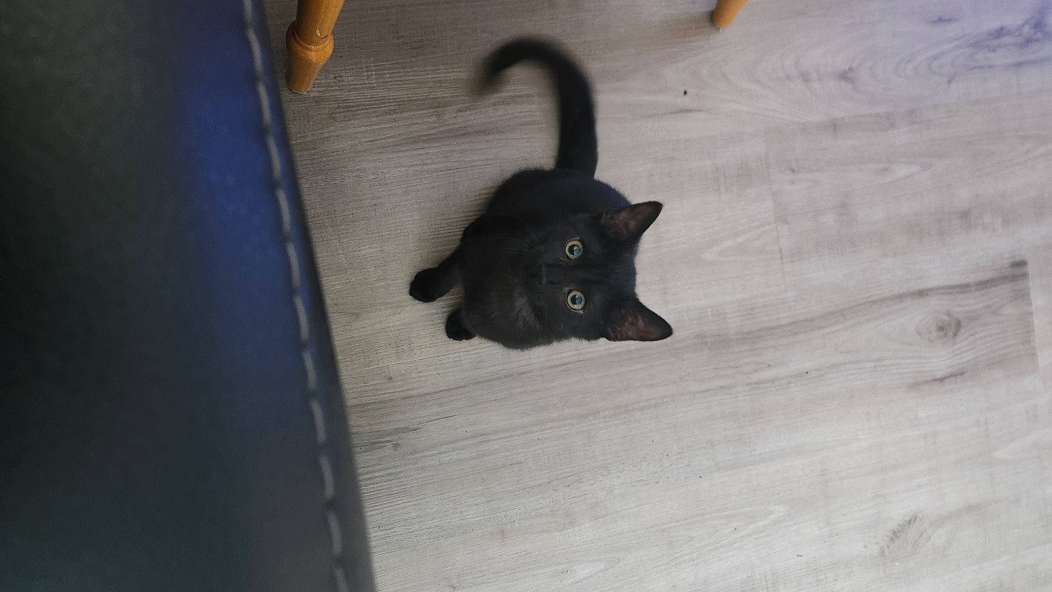 Diamond joined the competition — help win amazing prizes! black_cat, bombay, canidae, carnivore, cat, dog_breed, domestic_short_haired_cat, electric_blue, felidae, floor, flooring, fur, grey, hardwood, small_to_medium_sized_cats, snout, tail, whiskers, wood