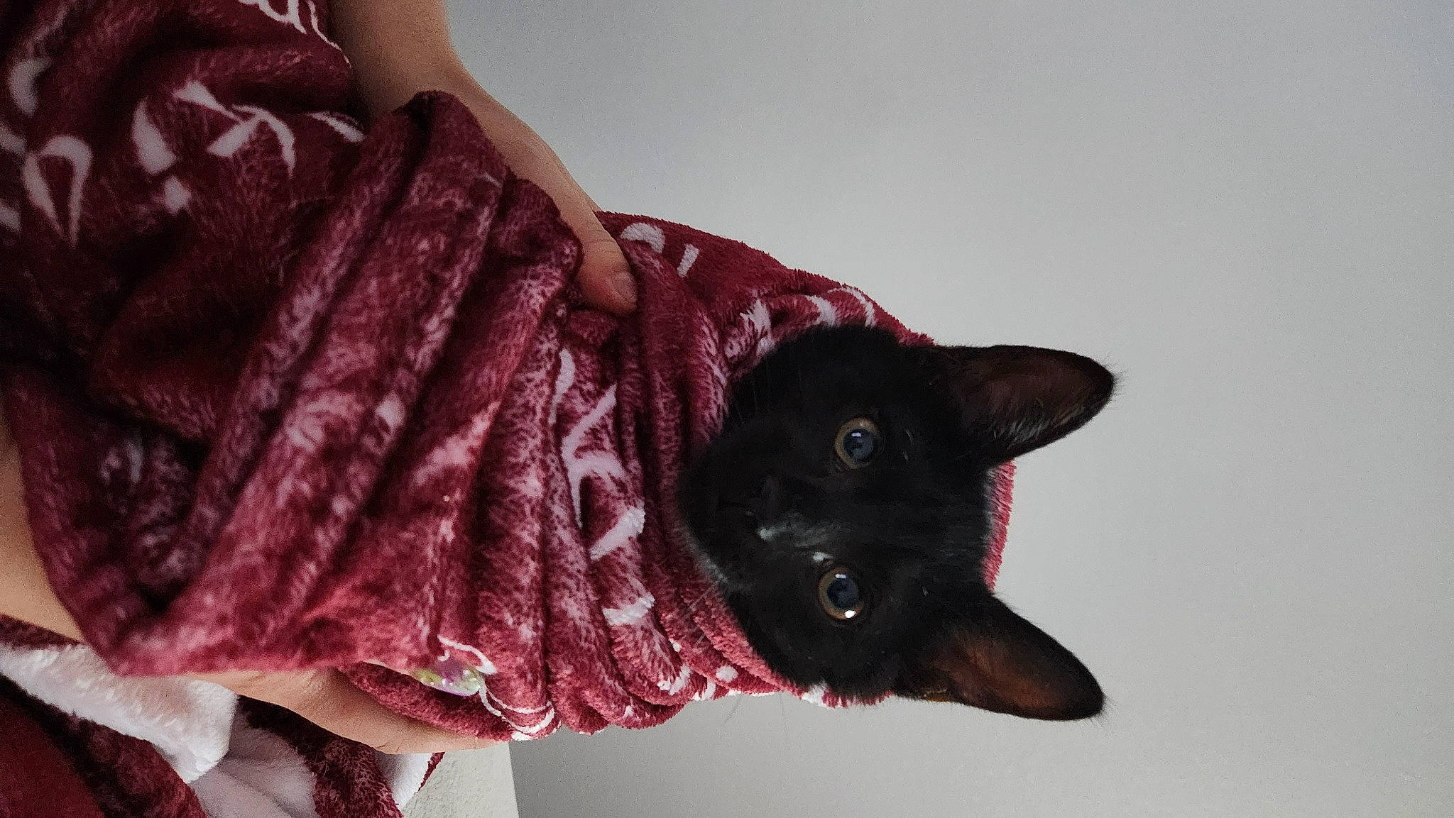 Diamond is registered to the contest to win money with this photo: black_cat, bombay, carmine, carnivore, cat, domestic_short_haired_cat, felidae, fur, leather_jacket, linens, magenta, pattern, plant, purple, sleeve, small_to_medium_sized_cats, snout, tail, tree, whiskers