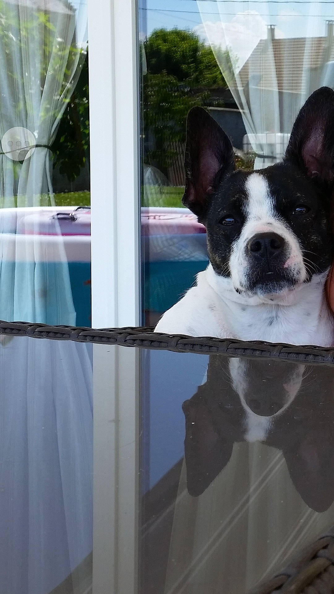 Joy participe au concours pour gagner de l'argent avec cette photo : american_bulldog, boston_terrier, canidae, carnivore, companion_dog, dog, dog_breed, door, ear, fawn, french_bulldog, interior_design, mammal, non_sporting_group, reflection, snout, window