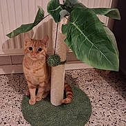 Girfield a rejoint le concours — aidez-le/la à gagner de superbes lots ! cat, orange_tabby, scratching_post, toy, green_leaves, floor, indoor, pet, animal, feline, cute, sitting, tail, paw, plant, home, decor, relaxed, fur, domestic