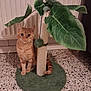animal, cat, cute, decor, domestic, feline, floor, fur, green_leaves, home, indoor, orange_tabby, paw, pet, plant, relaxed, scratching_post, sitting, tail, toy