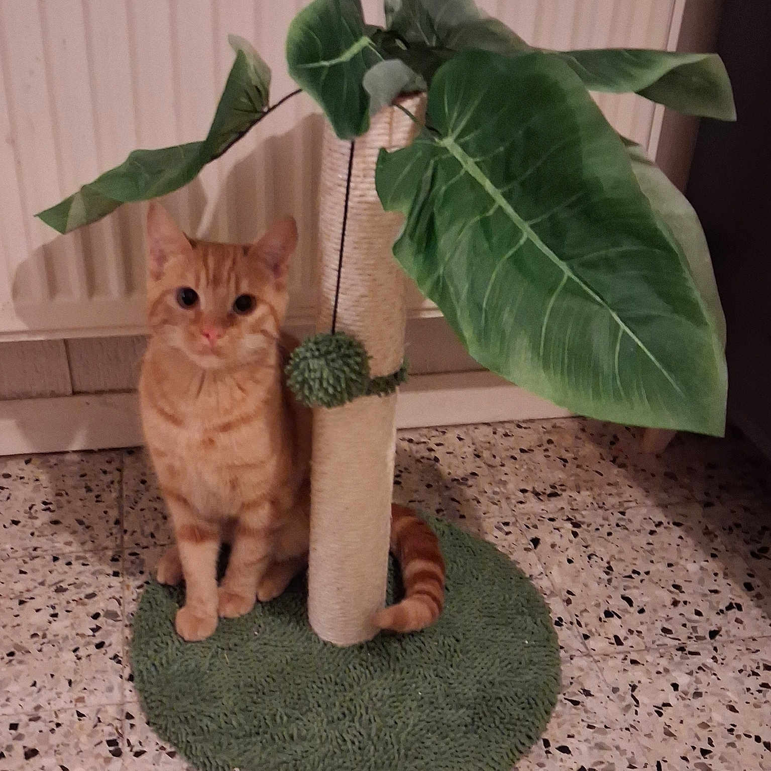 Girfield a rejoint le concours — aidez-le/la à gagner de superbes lots ! animal, cat, cute, decor, domestic, feline, floor, fur, green_leaves, home, indoor, orange_tabby, paw, pet, plant, relaxed, scratching_post, sitting, tail, toy