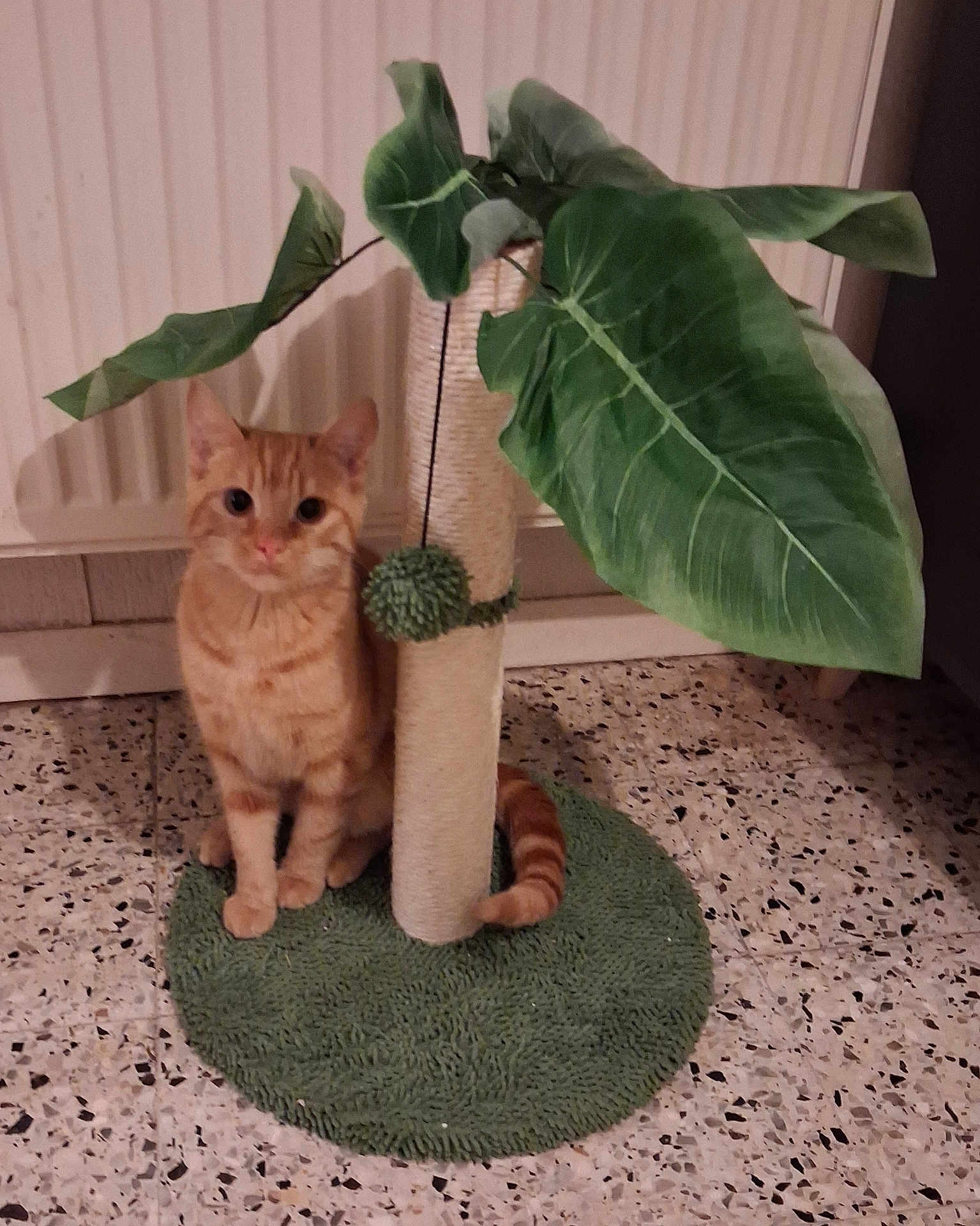 Girfield a rejoint le concours — aidez-le/la à gagner de superbes lots ! cat, orange_tabby, scratching_post, toy, green_leaves, floor, indoor, pet, animal, feline, cute, sitting, tail, paw, plant, home, decor, relaxed, fur, domestic