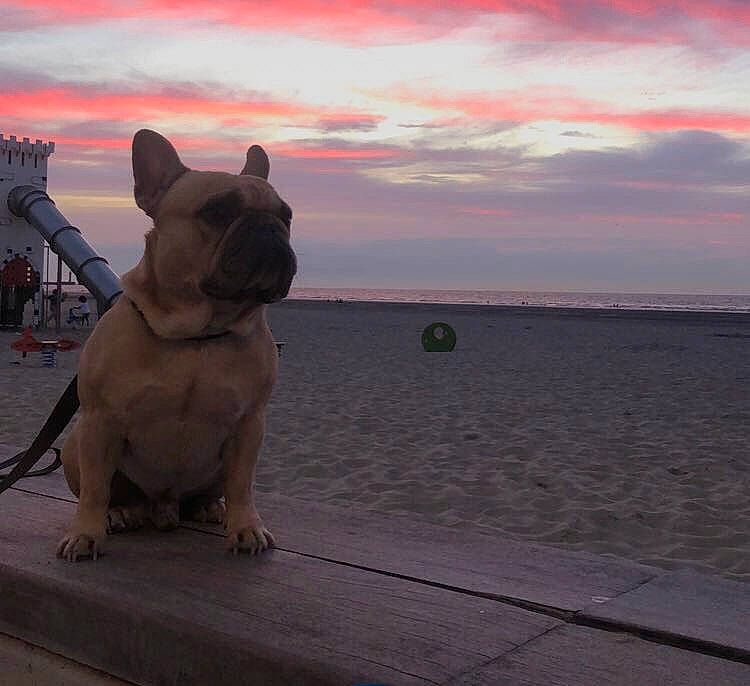 Loukoum a rejoint le concours — aidez-le/la à gagner de superbes lots ! bulldog, canidae, carnivore, cloud, companion_dog, dog, dog_breed, dusk, fawn, french_bulldog, horizon, landscape, pug, sky, sporting_group, terrestrial_animal, toy_dog, water, working_animal, wrinkle