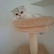 Bao a rejoint le concours — aidez-le/la à gagner de superbes lots ! cat, fluffy, white_cat, long_hair, pet, animal, feline, green_eyes, pink_nose, whiskers, sitting, lounging, scratching_post, cat_tree, pet_furniture, indoor, home, beige, portrait, adorable