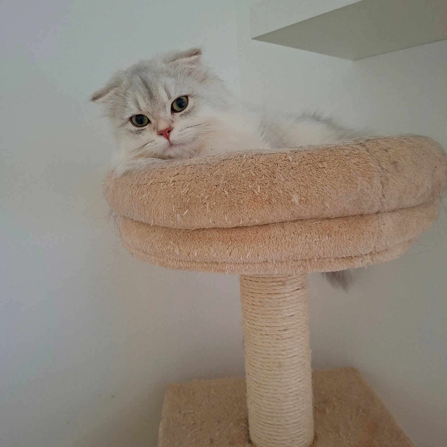 Bao