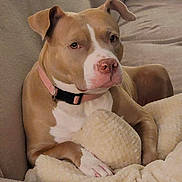 Sky joined the competition — help win amazing prizes! dog, pitbull, couch, blanket, indoor, pet, canine, relaxed, seated, brown, white, collar, fur, comfort, cozy, domestic_animal, resting, snuggled, animal, household