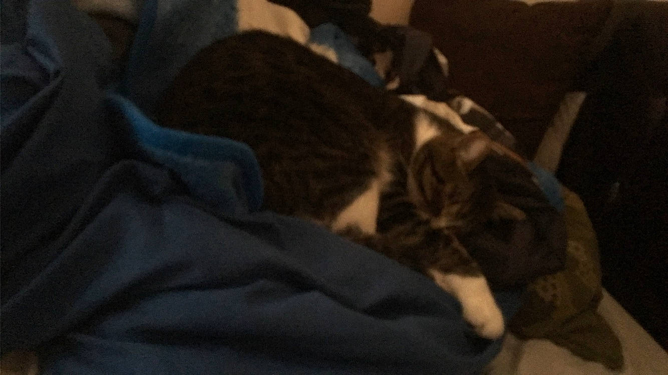 Emma is registered to the contest to win money with this photo: carnivore, cat, comfort, ear, fawn, felidae, fur, kitten, nap, norwegian_forest_cat, room, sleep, small_to_medium_sized_cats, tabby_cat, whiskers