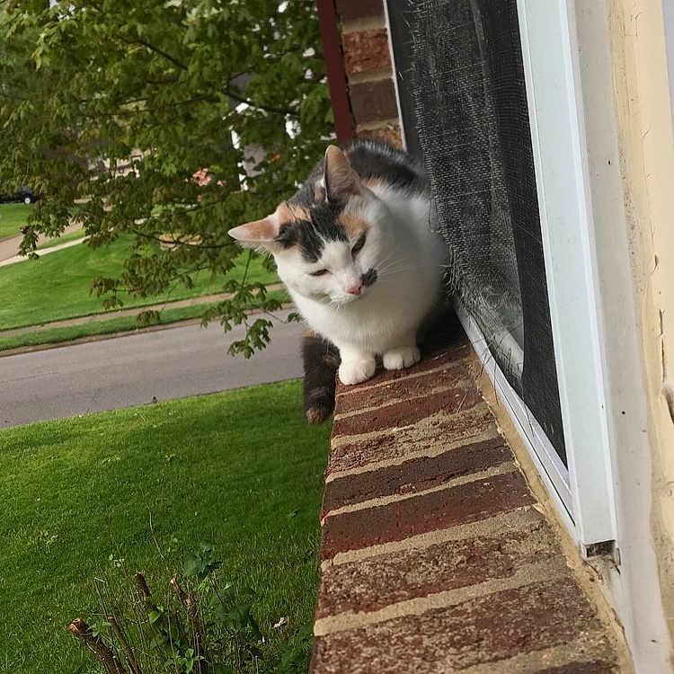 White Cat