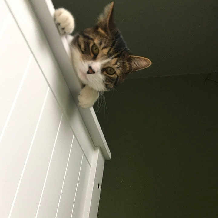 Fat Cat