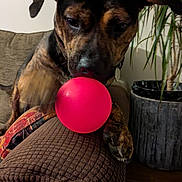 Marley is registered to the contest to win money with this photo: dog, brindle_coat, red_ball, couch, armrest, indoor, plant, furniture, pet, playing, paw, nose, closeup, brown, texture, houseplant, living_room, toy, animal, canine