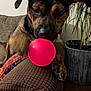 dog, brindle_coat, red_ball, couch, armrest, indoor, plant, furniture, pet, playing, paw, nose, closeup, brown, texture, houseplant, living_room, toy, animal, canine