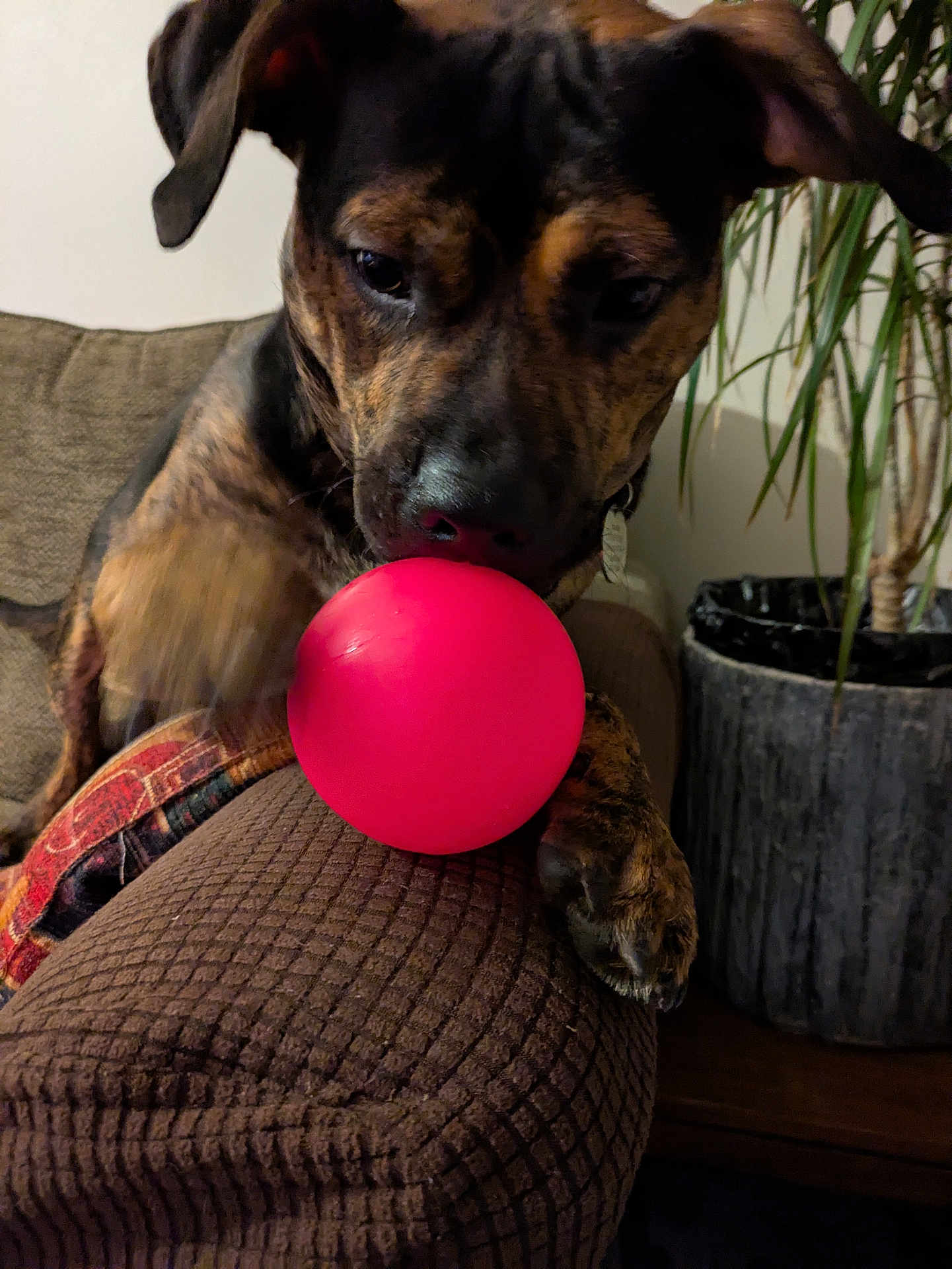 Marley is registered to the contest to win money with this photo: dog, brindle_coat, red_ball, couch, armrest, indoor, plant, furniture, pet, playing, paw, nose, closeup, brown, texture, houseplant, living_room, toy, animal, canine