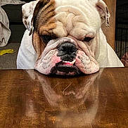 Winston is registered to the contest to win money with this photo: bulldog, dog, pet, animal, white, brown, wrinkled_face, table, reflection, indoor, wooden_table, close_up, resting, cute, expression, face, portrait, domestic, companion, furniture