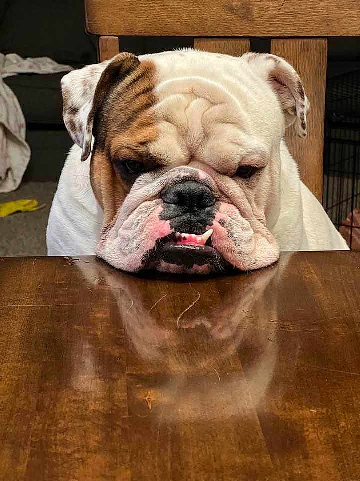 Winston is registered to the contest to win money with this photo: bulldog, dog, pet, animal, white, brown, wrinkled_face, table, reflection, indoor, wooden_table, close_up, resting, cute, expression, face, portrait, domestic, companion, furniture