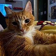 Maxie joined the competition — help win amazing prizes! cat, ginger_cat, tabby, whiskers, close_up, indoor, blanket, cozy, fur, ears, eyes, nose, paws, portrait, pet, living_room, television, wall_art, bedding, relaxed