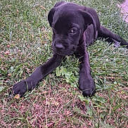 Baloo participe au concours pour gagner de l'argent avec cette photo : animal, black, canine, closeup, curious, daylight, dog, field, fur, grass, ground, laying_down, mammal, nature, outdoor, pet, playful, puppy, summer, young