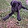 Baloo