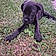 Baloo
