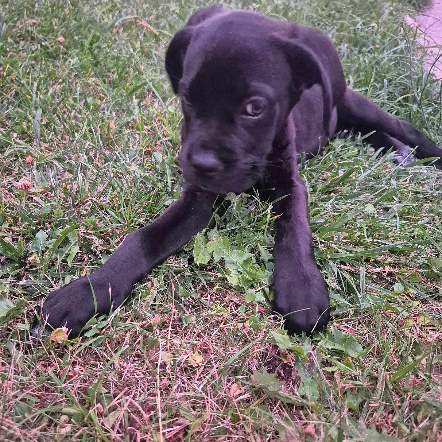 Baloo