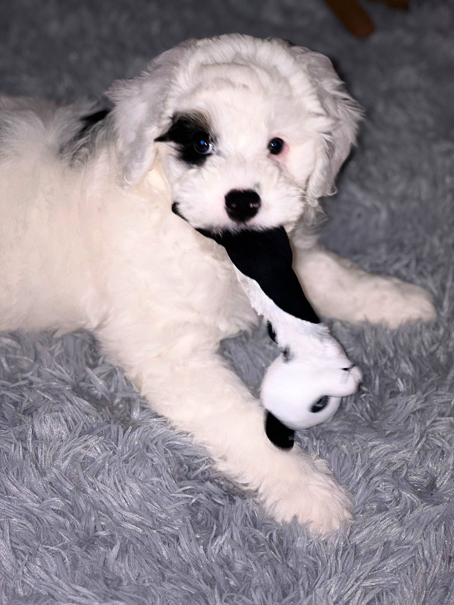 Minnie is registered to the contest to win money with this photo: ball, canidae, carnivore, companion_dog, dog, dog_breed, football, fur, labradoodle, maltepoo, non_sporting_group, puppy, puppy_love, snout, sporting_group, stuffed_toy, terrier, toy, toy_dog, whiskers