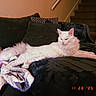 animal, blanket, cat, cozy, cushion, domestic_cat, feline, fluffy, furniture, home, indoor, long_body, pet, relaxing, resting, sofa, stairs, stretching, timestamp, white_cat