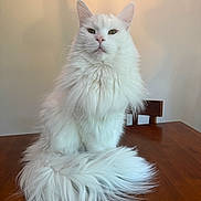 Nimbus joined the competition — help win amazing prizes! cat, white_cat, fluffy, long_hair, feline, pet, animal, sitting, table, wooden_table, indoor, portrait, fur, whiskers, ears, tail, looking_at_camera, domestic_cat, calm, majestic