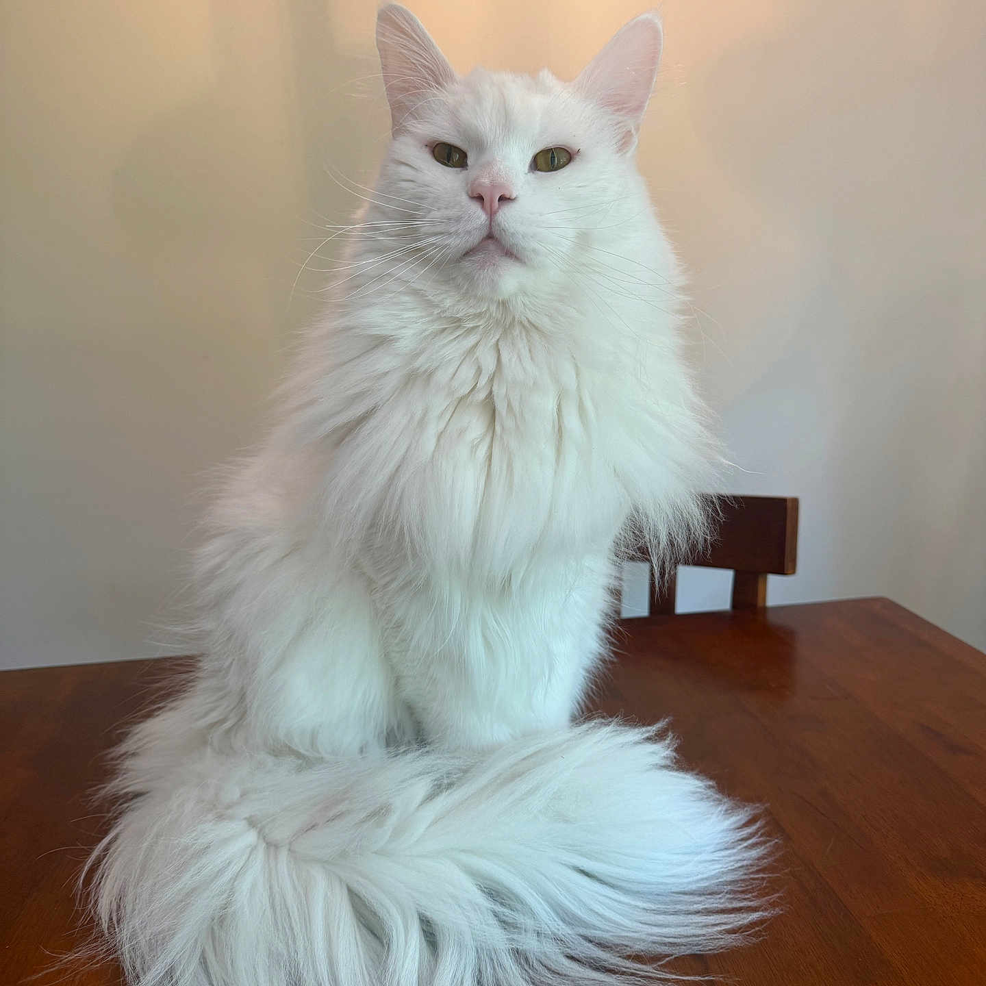 Nimbus