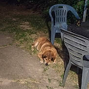 Shelby participe au concours pour gagner de l'argent avec cette photo : animal, brown_dog, calm, concrete, dog, domestic_animal, furniture, garden, grass, nature, nighttime, outdoor, pet, plastic_chair, quiet, relaxing, resting, shadow, sleeping, table
